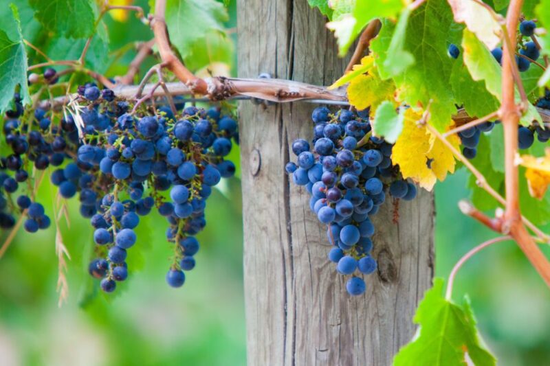 From Melbourne: Private Yarra Valley Winery Tour With Lunch - Lunch and Wine