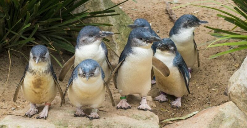 From Melbourne: Puffing Billy and Penguin Parade Combo Tour - Puffing Billy Steam Train