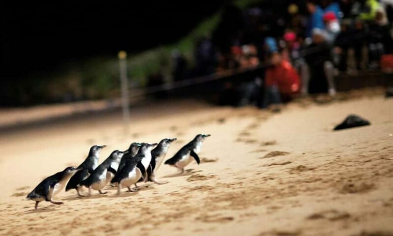 From Melbourne: Puffing Billy & Penguins Combo Tour Package - Key Points