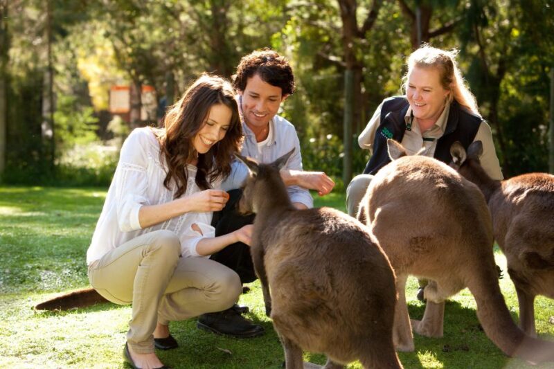 From Melbourne: Puffing Billy Steam Train & Wildlife Tour - Scenic Dandenong Ranges