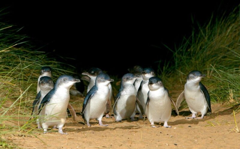 From Melbourne: Puffing Billy Train & Penguins Wildlife Tour - Key Points