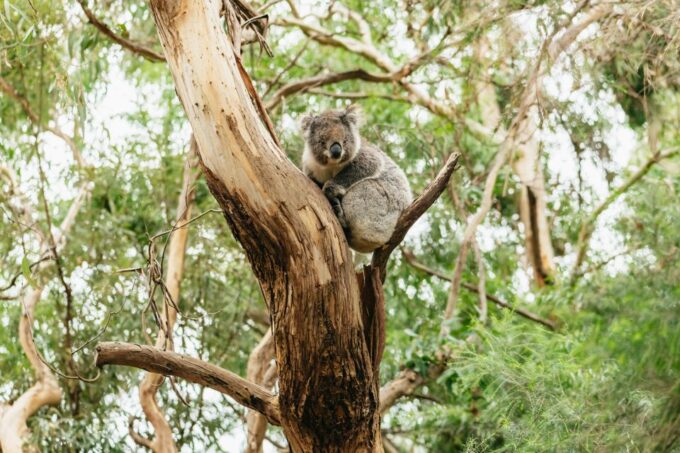 From Melbourne: Small-Group Great Ocean Road Day Trip - Booking and Cancellation Policy