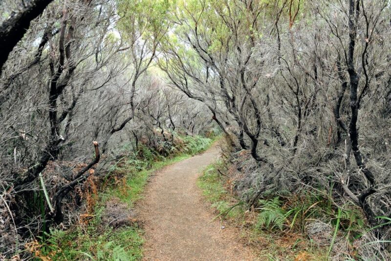 From Melbourne: Small Group Great Ocean Road Tour - Spotting Wildlife Along the Way