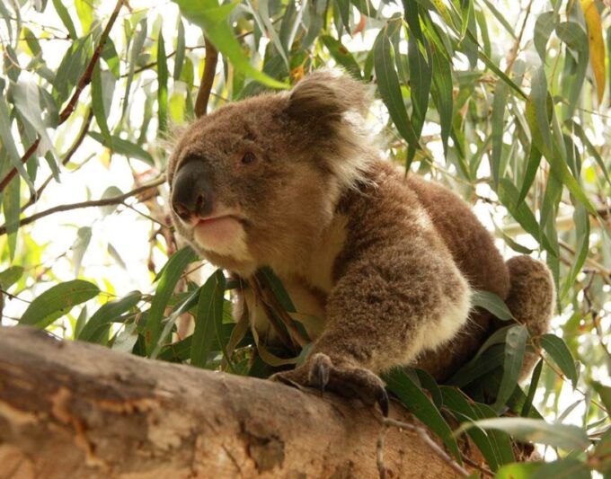 From Melbourne: Small Group Great Ocean Road Tour - Tour Duration