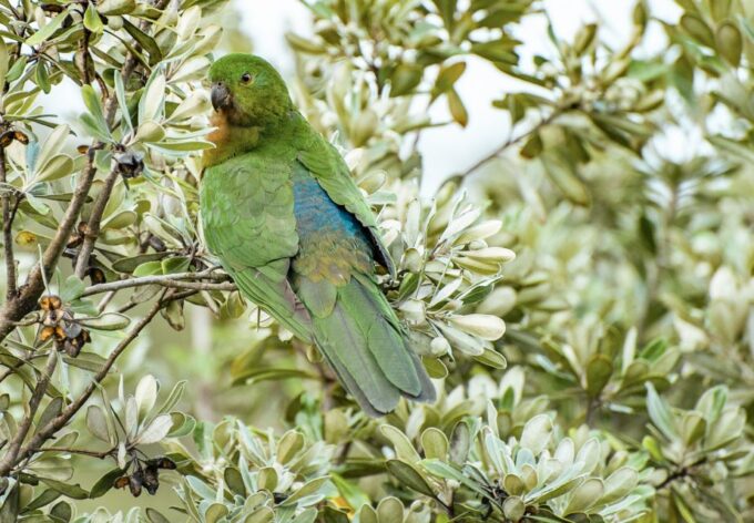 From Melbourne: Small Group Great Ocean Road Tour - Frequently Asked Questions