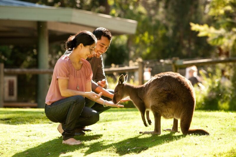 From Melbourne: Yarra Valley Wildlife & Wine Day Tour - Group Size and Cancellation