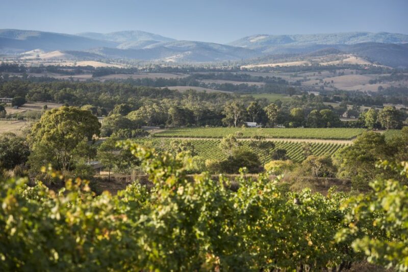 From Melbourne: Yarra Valley Wine Grazing Tour - Meet Winemakers From Newest Cellars