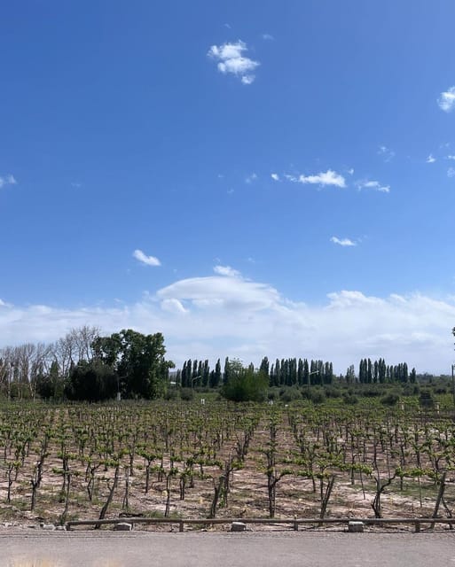 From Mendoza: 3 Wineries, Olive Oil Factory Tour & Tasting - Tastings Offered