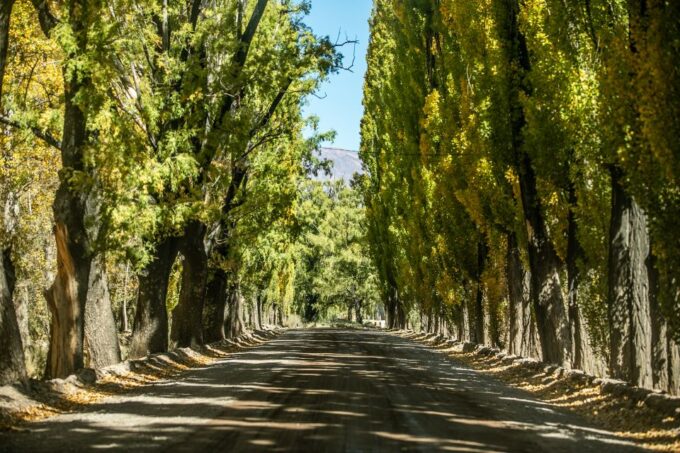From Mendoza: Villavicencio, Uspallata Private Tour With BBQ - Enjoy Panoramic Views and Wildlife