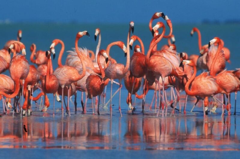 From Merida: Celestun Biosphere Reserve Day Trip - Important Information