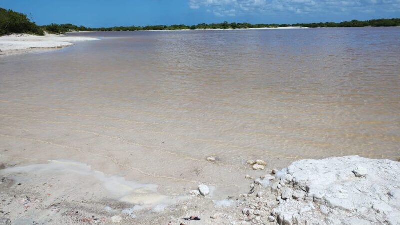 From Mérida: Celestún Flamingo Watching Tour With Lunch - Key Points