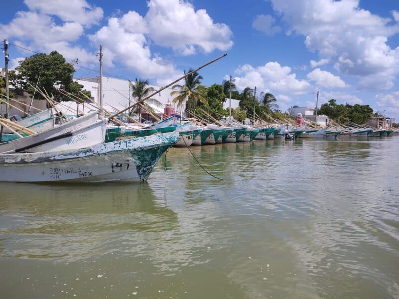 From Mérida: Celestún Flamingo Watching Tour With Lunch - Frequently Asked Questions