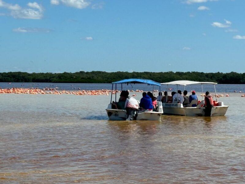 From Merida: Celestun Mangroves, Pink Flamingos and Beach - Highlights and Experiences