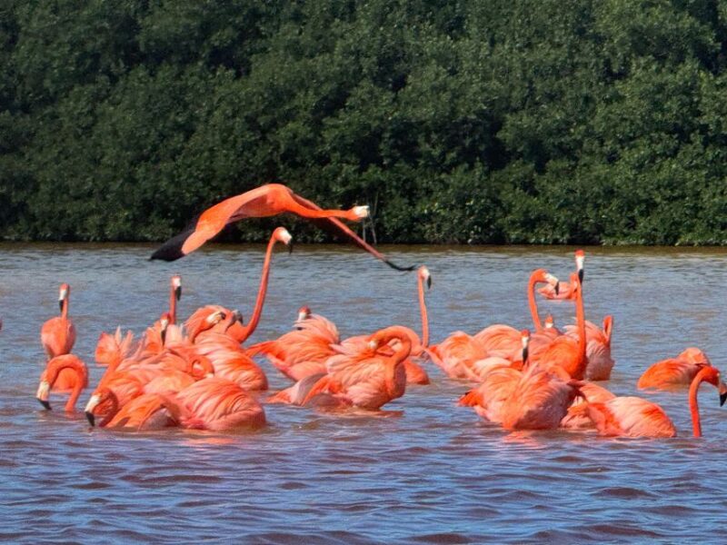 From Merida: Celestun Mangroves, Pink Flamingos and Beach - Itinerary