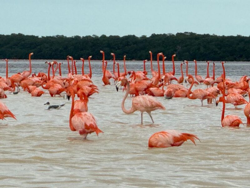From Merida: Celestun Mangroves, Pink Flamingos and Beach - Exclusions