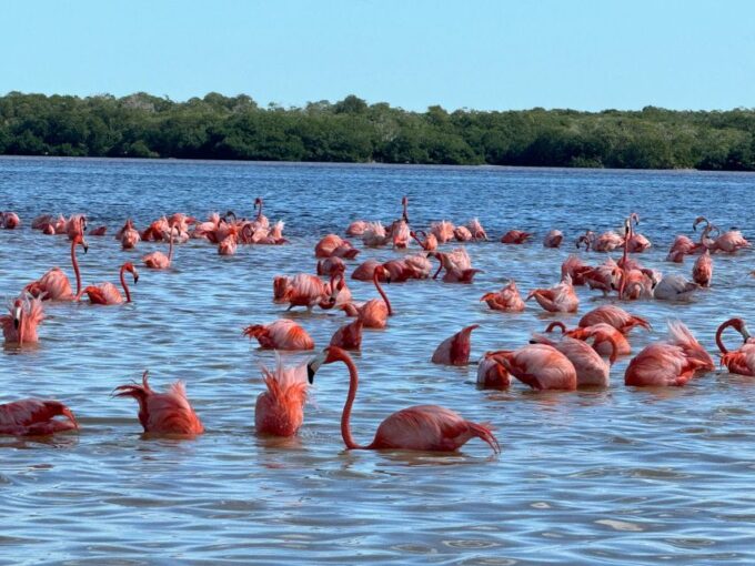 From Merida: Celestun Mangroves, Pink Flamingos and Beach - Recommended Items