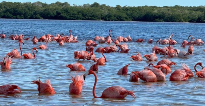 From Merida: Celestun Mangroves, Pink Flamingos and Beach - Accessibility and Suitability