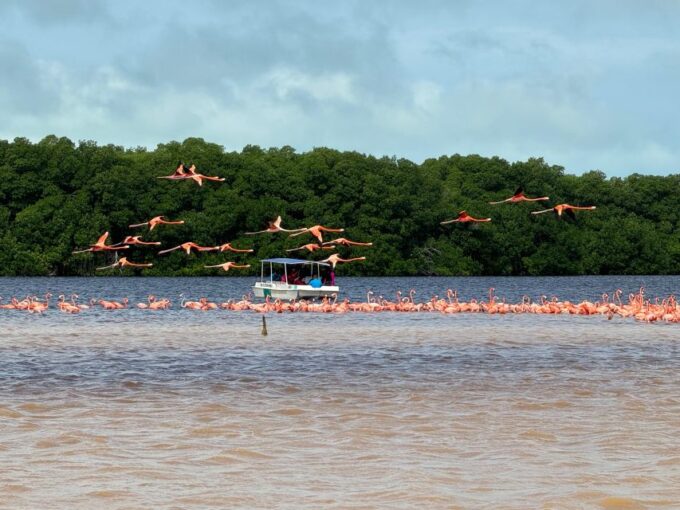 From Merida: Celestun Mangroves, Pink Flamingos and Beach - Customer Reviews