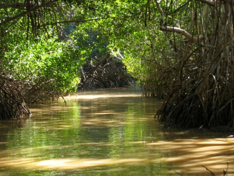 From Mérida: Celestún (Oneday) - Itinerary and Activities