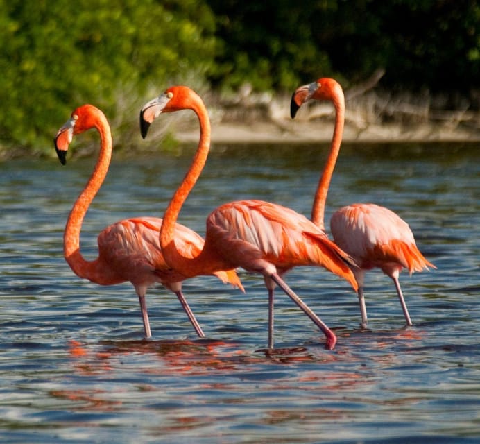 From Merida: Celestún, Salt Lakes, and Beach Day - Itinerary Highlights