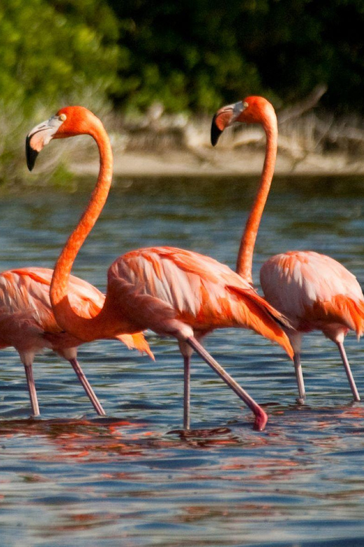 From Merida: Celestún, Salt Lakes, and Beach Day - Activities