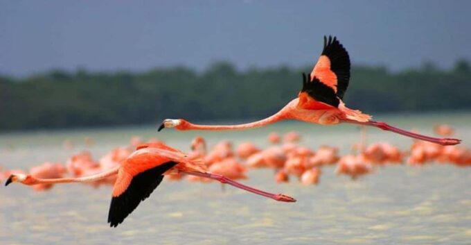 From Merida: Celestún, Salt Lakes, and Beach Day - Traveler Reviews