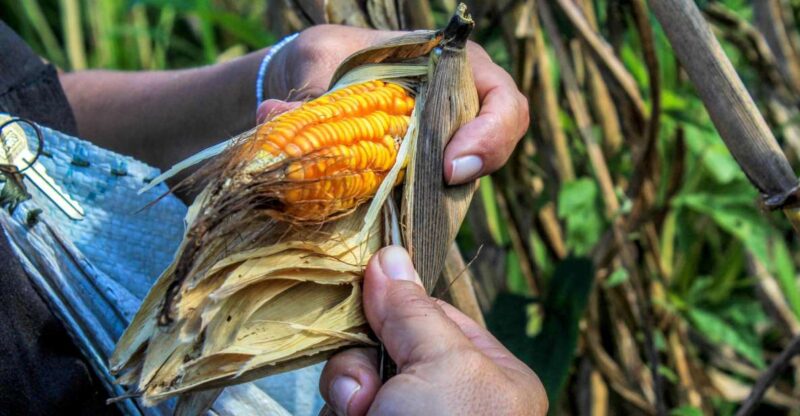 From Mérida: Farming, Cenote, and Ek Balam Pyramids Tour - Pickup and Transportation