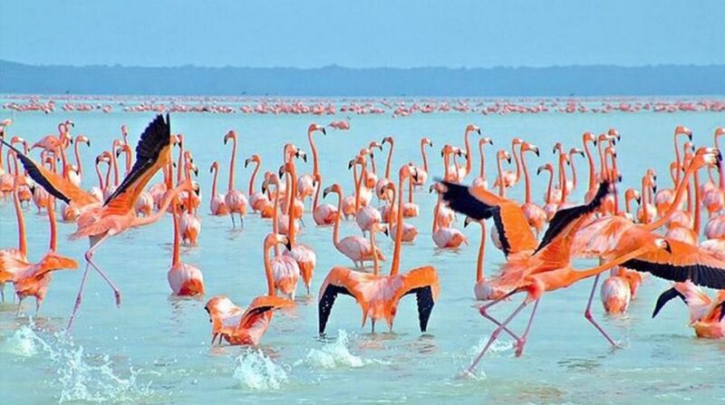 From Mérida: Ria Celestun Biosphere Reserve Tour - Itinerary and Activities