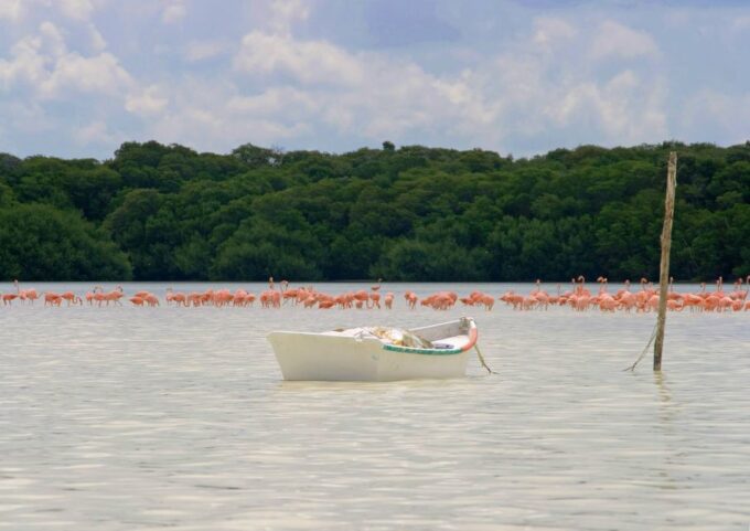 From Mérida: Ria Celestun Biosphere Reserve Tour - Customer Feedback