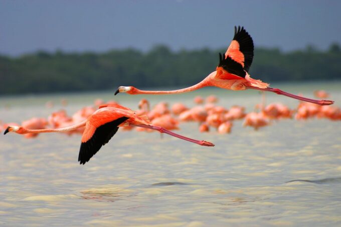 From Mérida: Ria Celestun Biosphere Reserve Tour - Frequently Asked Questions