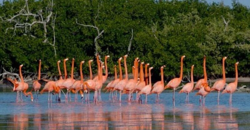 From Mérida: The Spring of Sisal - Key Points