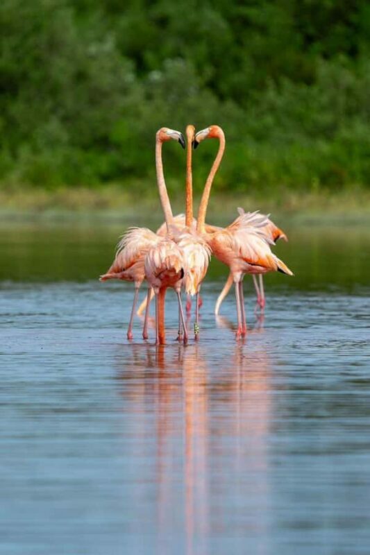 From Merida to Celestún: Biosphere, Flamingos & Beach Escape - An Authentic Day in the Biosphere: What to Expect