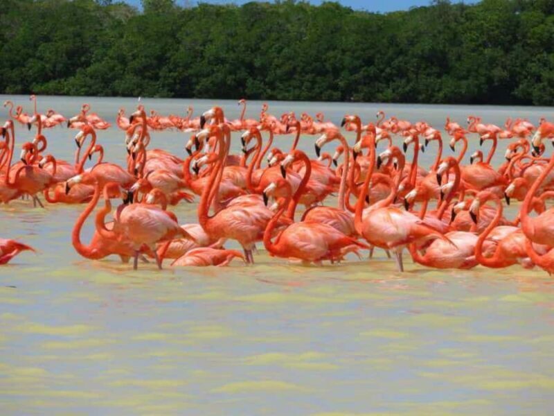 From Merida to Celestún: Biosphere, Flamingos & Beach Escape - Practical Tips for Travelers