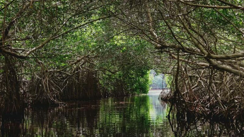 From Merida to Celestún: Biosphere, Flamingos & Beach Escape - Who Will Love This Tour?