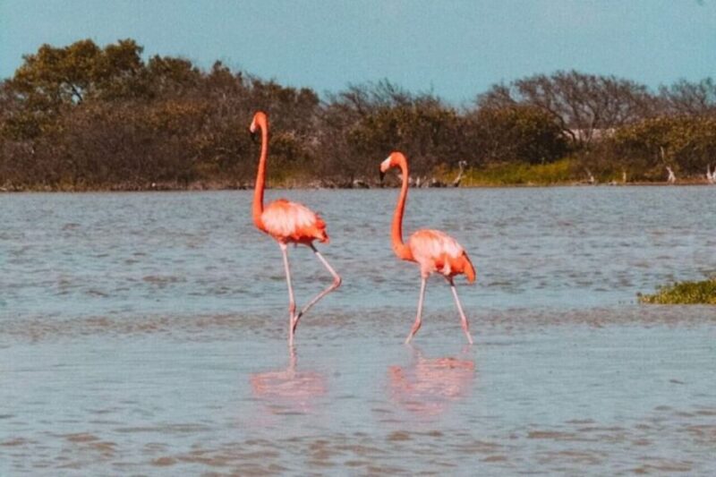 From Merida: Tour to Las Coloradas With Lunch & Boat - Frequently Asked Questions