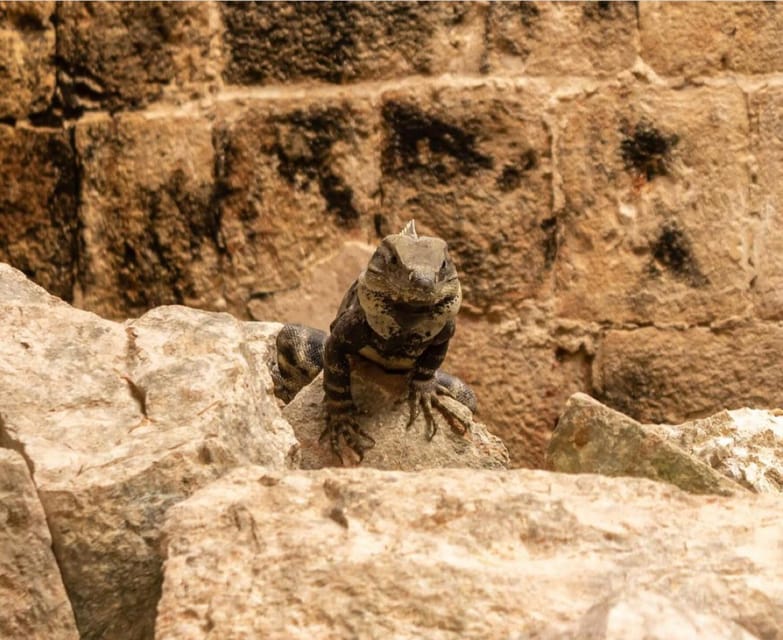 From Mérida: Uxmal, Typical Lunch and Cenotes With a Local - Starting Locations