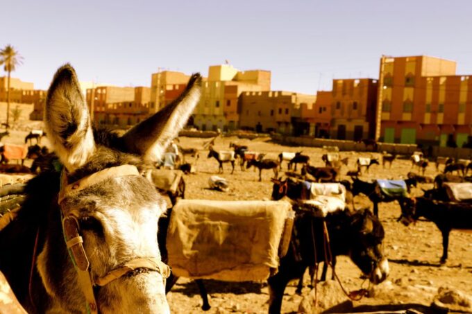 From Merzouga: Private 4x4 Dunes Tour Incl. Lunch - Lunch With Berber Family