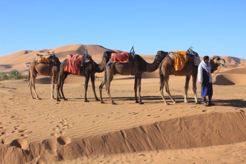 From Merzouga: Sunset Camel Ride & Sandboarding - Key Points