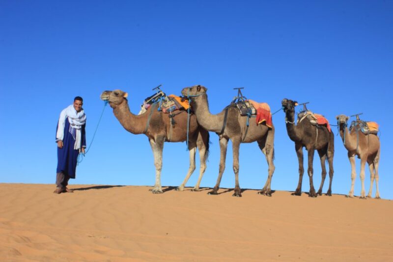 From Merzouga: Sunset Camel Ride & Sandboarding - Customer Feedback