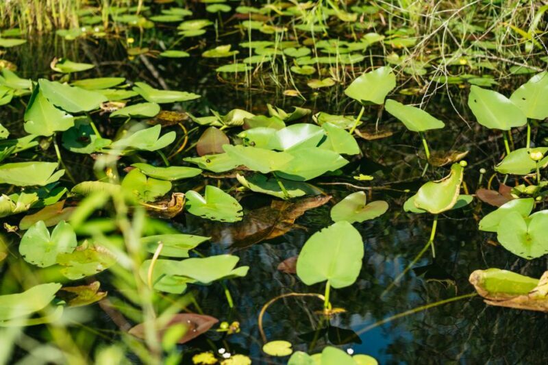From Miami: Everglades Airboat Ride and Nature Walk - The Guides: Knowledge and Enthusiasm