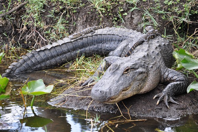 From Miami: Everglades Airboat, Wildlife Show, and Roundtrip Bus - Inclusions and Highlights