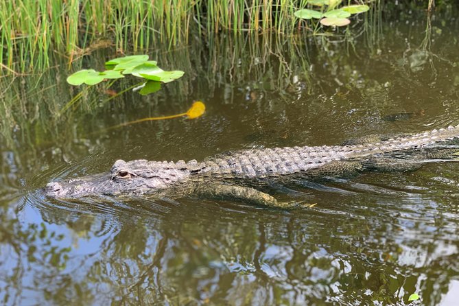 From Miami: Everglades Airboat, Wildlife Show, and Roundtrip Bus - Benefits of Booking