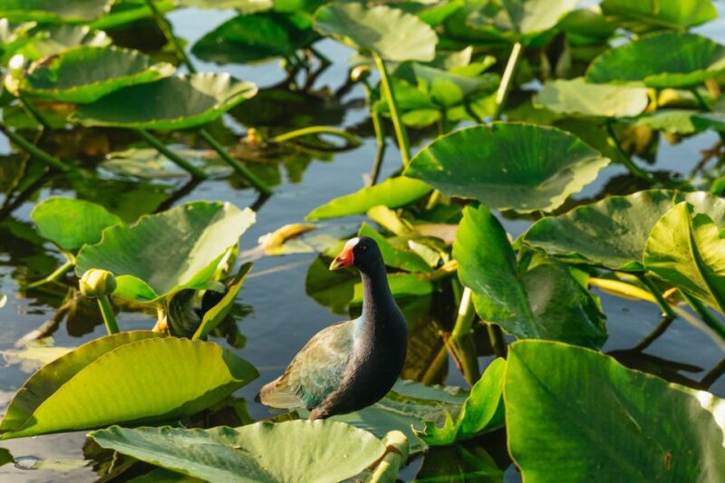 From Miami: Everglades Airboat, Wildlife Show & Bus Transfer - Wildlife Show Highlights