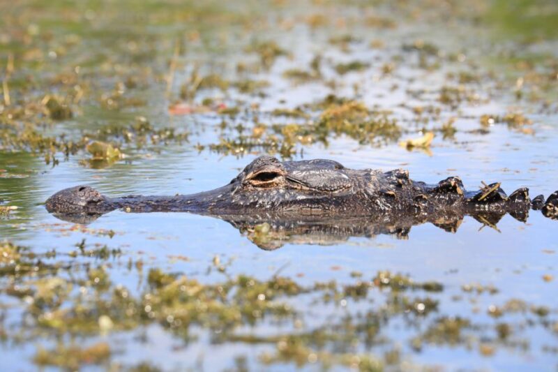 From Miami: Everglades Tour W/ Wet Walk, Boat Trips, & Lunch - Included Experiences