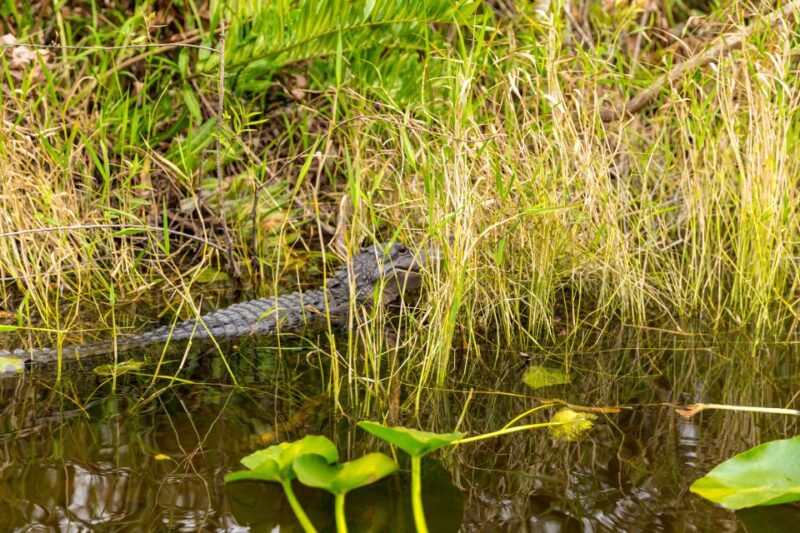 From Miami: Everglades Wildlife Show, Airboat & Bus Transfer - Important Information