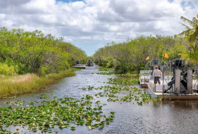 From Miami: Everglades Wildlife Show, Airboat & Bus Transfer - What to Expect