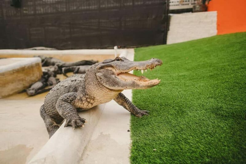 From Miami: Everglades, Wildlife Show, & Hop-on Hop-off Tour - The Itinerary: What You Can Expect