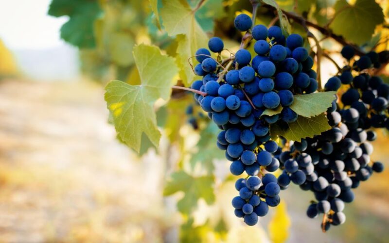 From Milan: Barolo Wine Tasting, Alba Tour and Castle Visit - Customer Feedback and Ratings