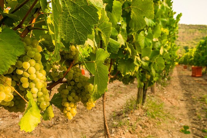 From Milan Full Day in Franciacorta 2 Wineries and Lunch - Meeting Point and Pickup