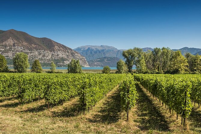 From MILAN Private Franciacorta & Amarone Valpolicella Wine Tour - Tasting Experiences